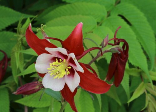 耧斗花一年开几次花