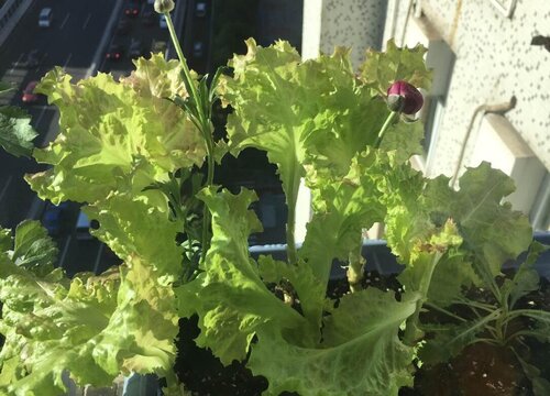 生菜开花了还能吃吗
