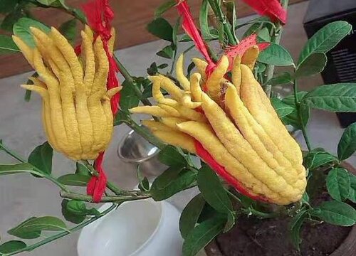 佛手花什么时候开花