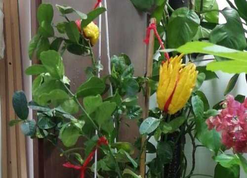 佛手花什么时候开花