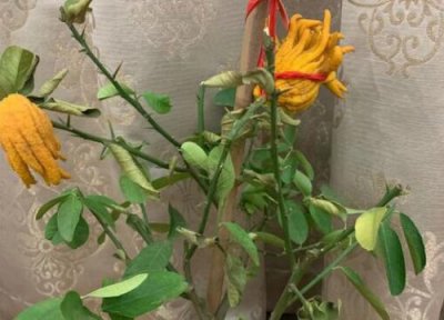 佛手花开花时间 佛手花什么时候开花