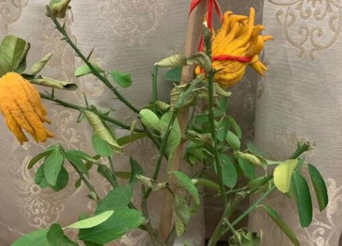 佛手花什么时候开花