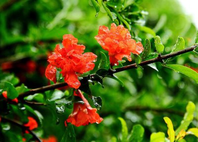 榴花开花时间 榴花什么时候开花