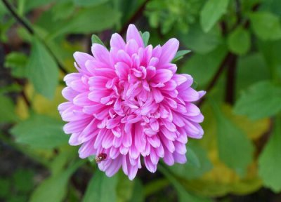 翠菊开花时间 翠菊什么时候开花