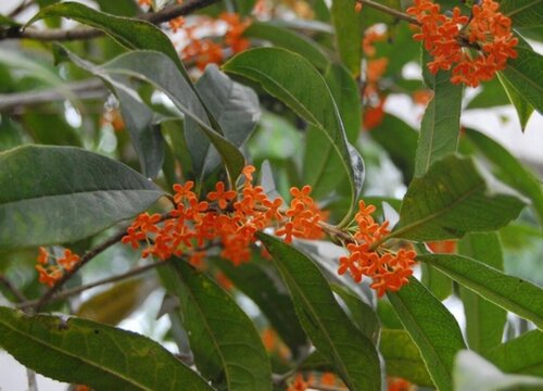 丹桂一年开几次花