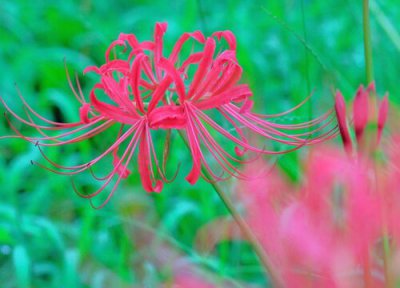 石蒜花开花时间 石蒜花什么时候开花