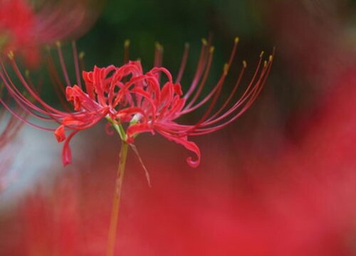 石蒜花什么时候开花