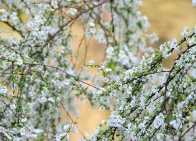 雪柳开花时间 雪柳什么时候开花