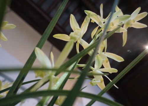 九头兰什么时候开花