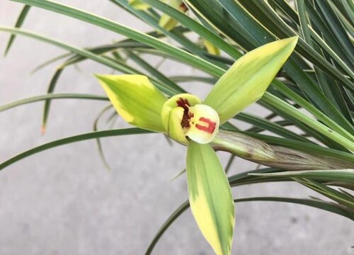 皎月一年开几次花