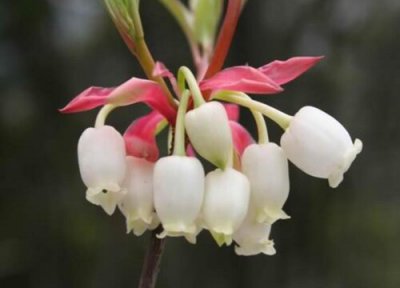 吊钟花开花时间 吊钟花什么时候开花