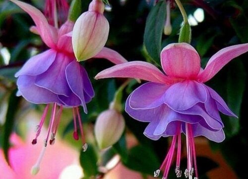 吊钟花什么时候开花