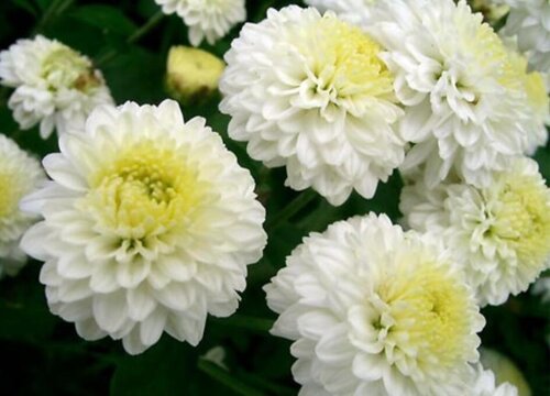 杭白菊什么时候开花
