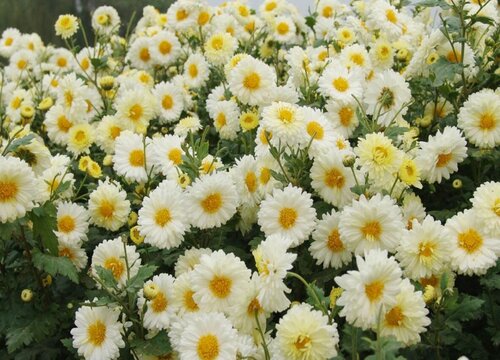 杭白菊什么时候开花
