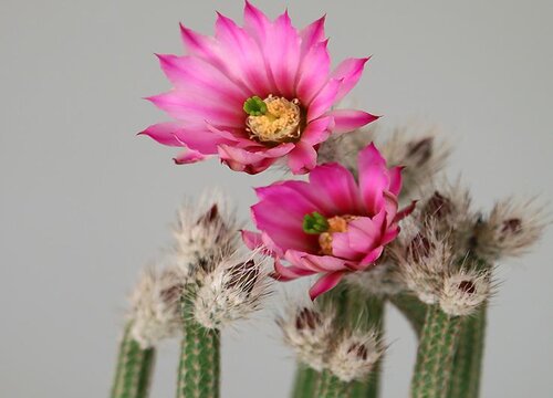 仙人棒什么时候开花
