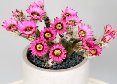仙人棒开花时间 仙人棒什么时候开花