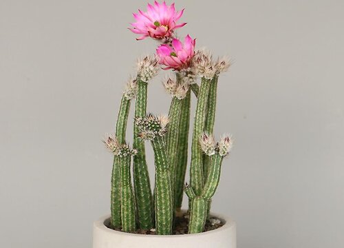 仙人棒什么时候开花