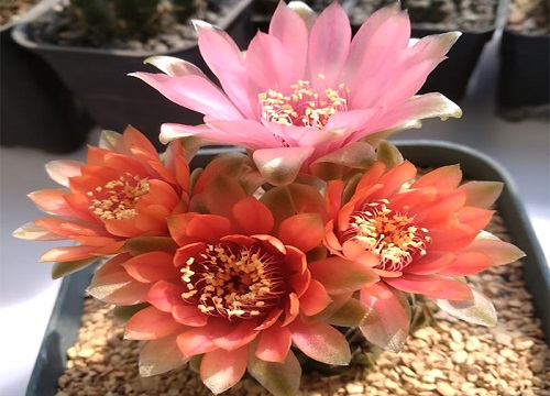 炫美玉仙人球一年开几次花