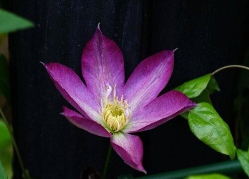 铁线莲一年开几次花