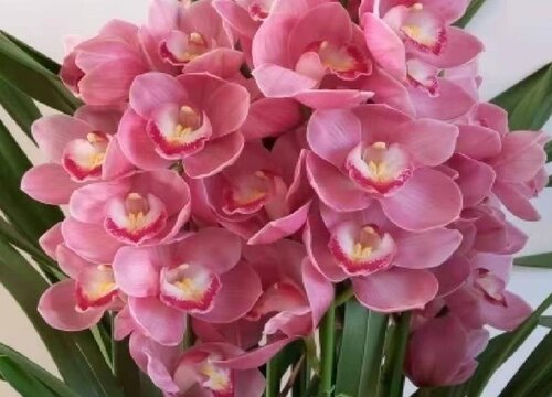惠兰一年开几次花