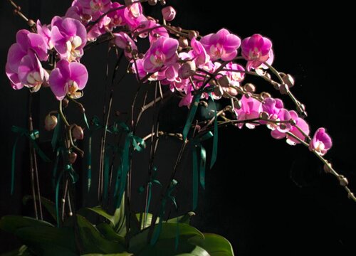 惠兰一年开几次花