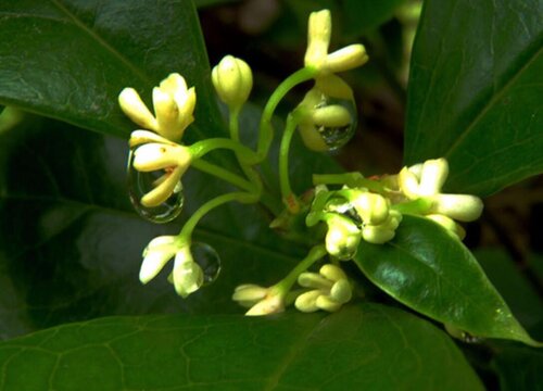 四季桂花一年开几次花