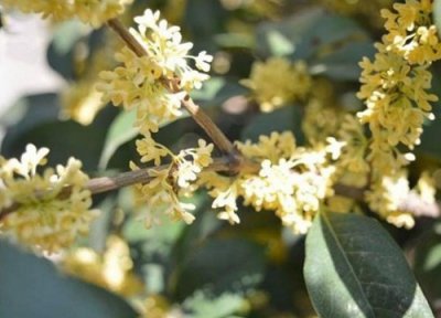 四季桂花一年开花次数 四季桂花一年开几次花