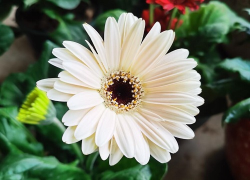 非洲菊一年开几次花