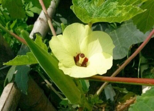 秋葵什么时候开花