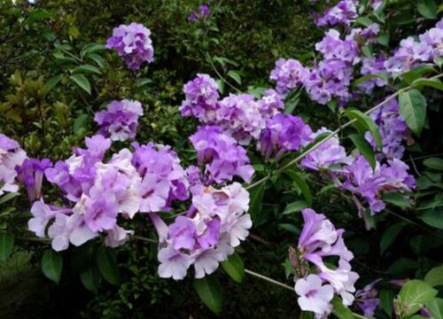 蒜香藤什么时候开花