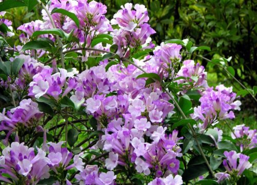 蒜香藤什么时候开花