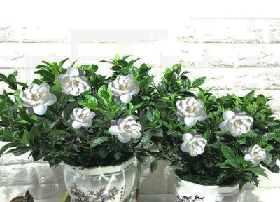小栀子花一年开花次数 小栀子花一年开几次花