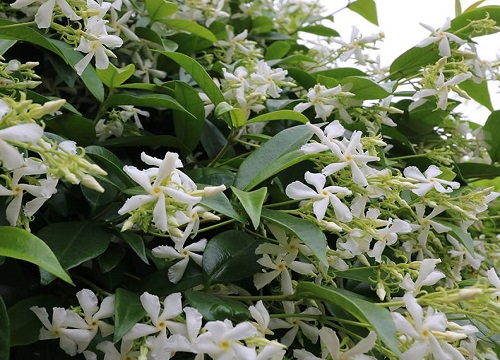 风车茉莉一年开几次花