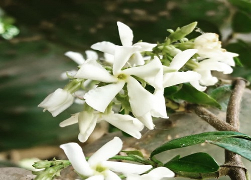 风车茉莉一年开几次花