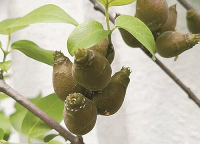 腊梅几年结果实 腊梅种植几年开花