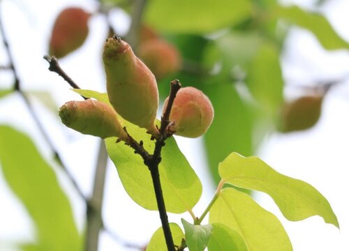 腊梅几年结果实