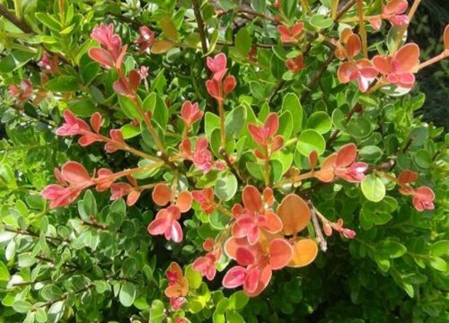 小叶赤楠什么时候开花
