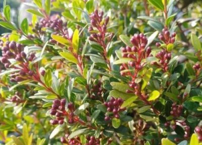 小叶赤楠开花时间 小叶赤楠什么时候开花