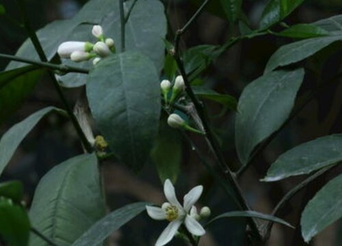 柠檬树一年开几次花