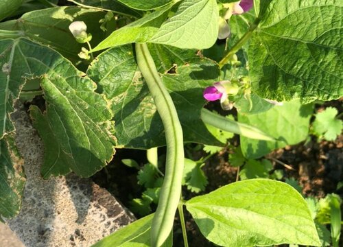 扁豆什么时候开花