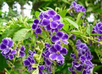 巧克力花开花时间 巧克力花什么时候开花