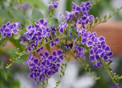 巧克力花什么时候开花
