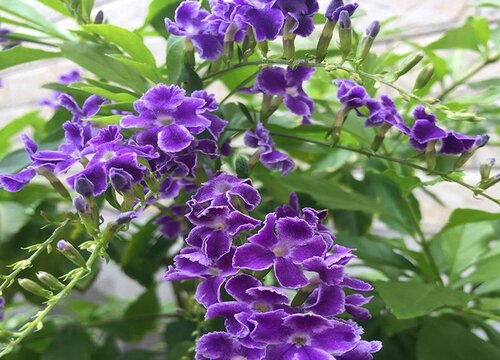 巧克力花什么时候开花