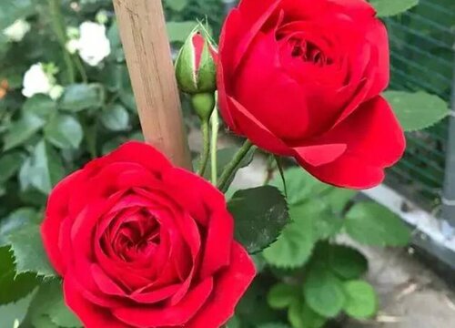 红苹果是藤本还是灌木