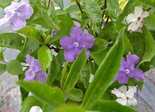 鸳鸯茉莉一年开几次花