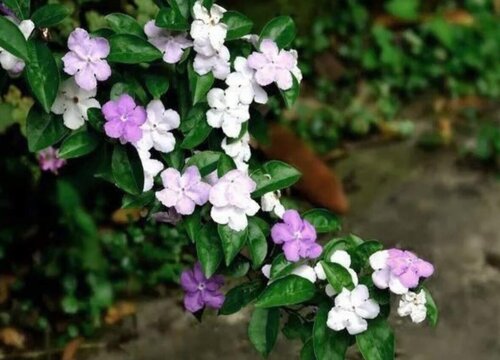 鸳鸯茉莉一年开几次花