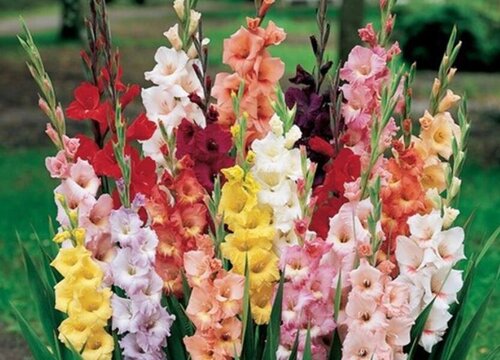 唐菖蒲只长叶子不开花