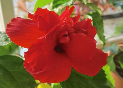 扶?；ɑㄓ锖驮⒁?扶?；ǖ幕ㄓ锸鞘裁?/></i><h2>扶桑花花语和寓意 扶?；ǖ幕ㄓ锸鞘裁?/h2><p>小编为网友们解答扶桑花花语和寓意和扶?；ǖ南笳髟⒁?，以及扶?；ㄑ晨ǚ矫娴慕步?，具体介绍如下：扶桑花花语和寓意扶?；ǖ幕ǘ涫潜冉舷恃廾?/p></a></li>
            <li><a href=