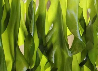 裙带菜是海带苗吗 裙带菜与海带苗区别