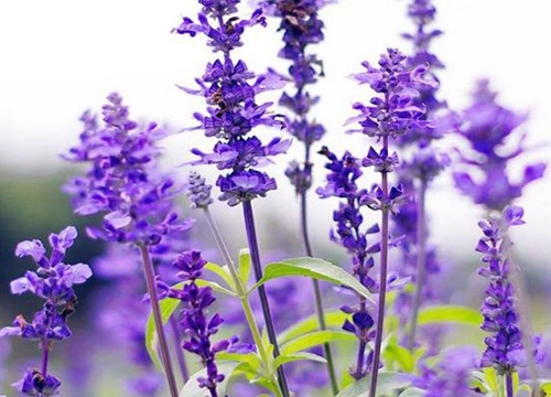 代表等待的花